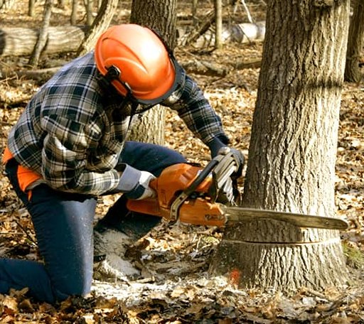 Tree Removal in Knightsville, IN